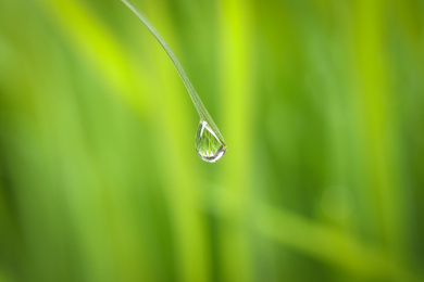 Water drop on grass blade against blurred background, closeup