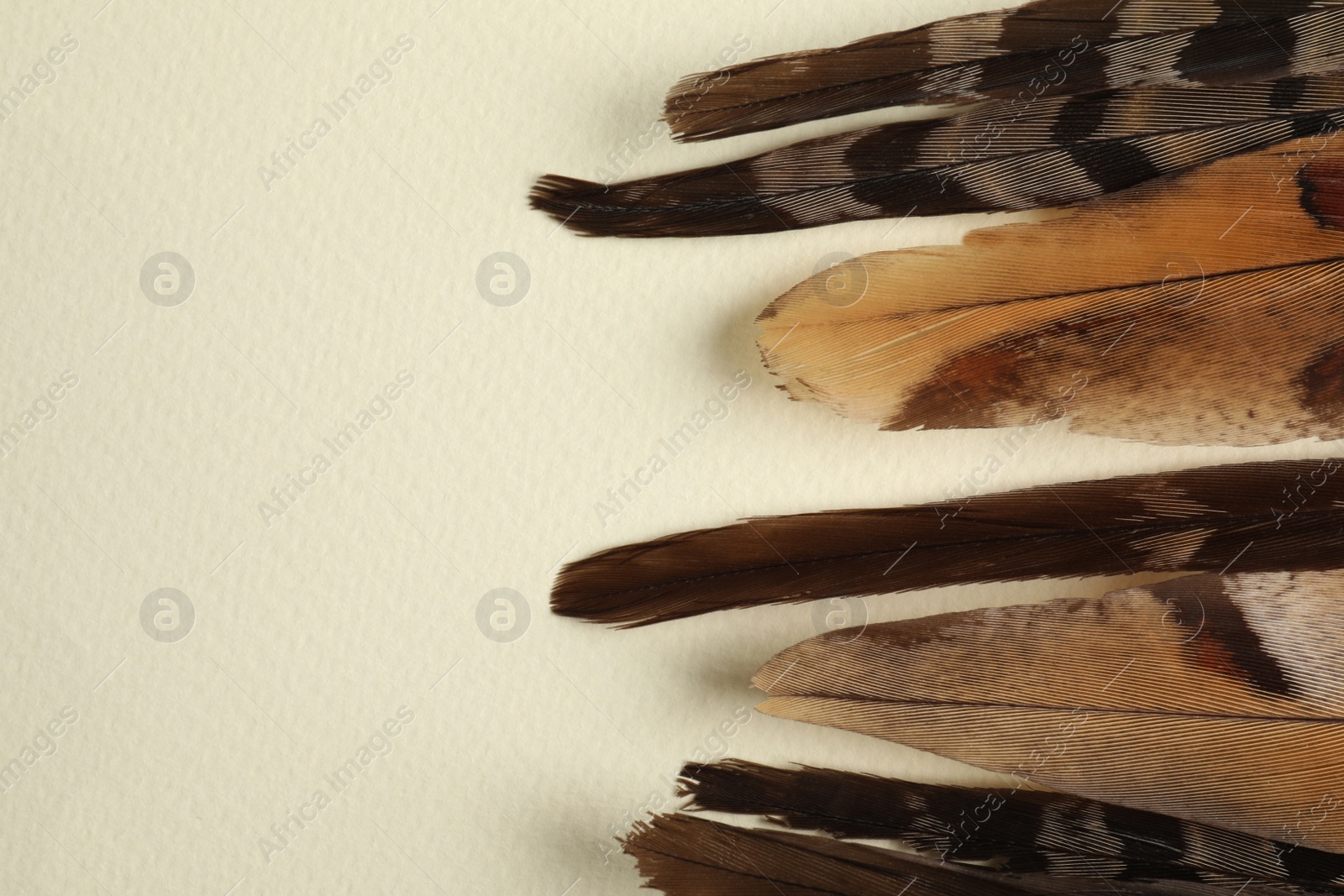 Photo of Many beautiful bird feathers on beige background, flat lay. Space for text