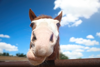 Photo of Horse at fence outdoors on sunny day, closeup. Beautiful pet