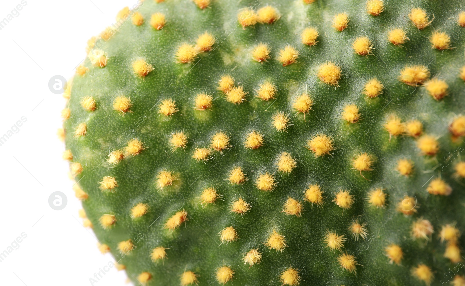 Photo of Beautiful green Opuntia cactus on white background, closeup