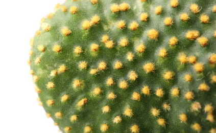 Photo of Beautiful green Opuntia cactus on white background, closeup