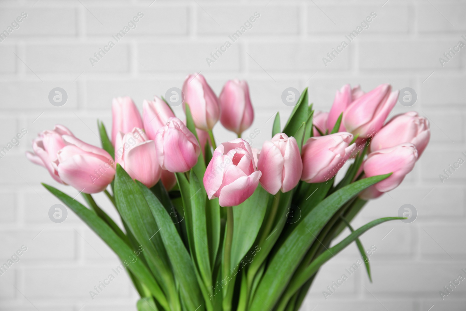 Photo of Beautiful pink spring tulips on white brick background