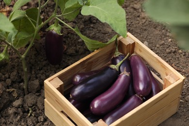 Photo of Fresh ripe eggplants in wooden crate outdoors