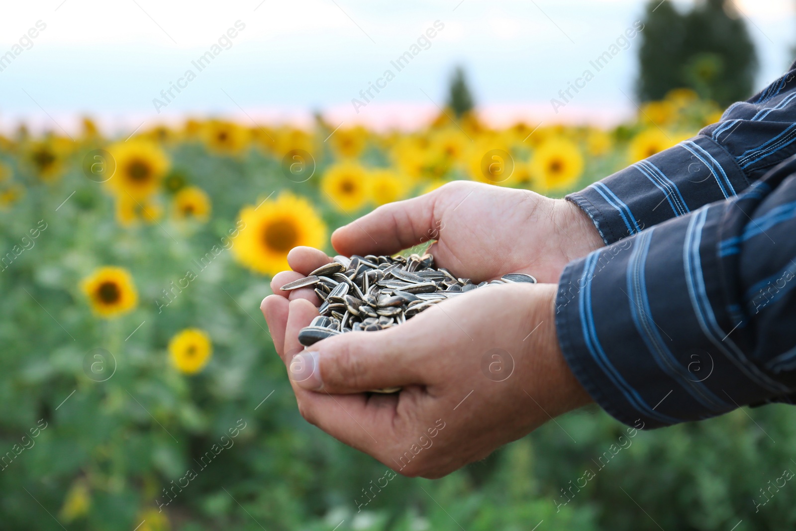 Photo of Man holding heap of sunflower seeds in field, closeup