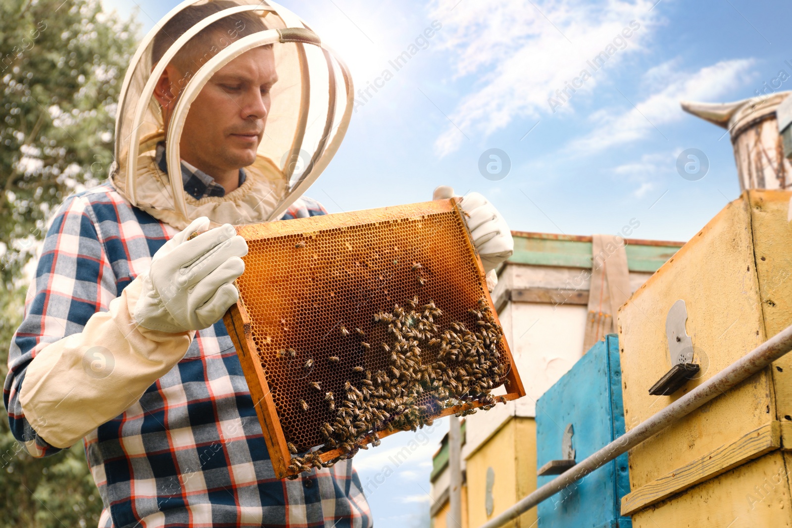 Photo of Beekeeper with hive frame at apiary. Harvesting honey