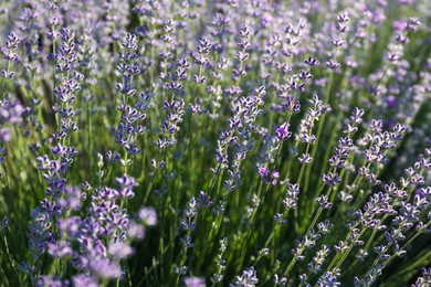 Beautiful lavender flowers growing in field, closeup