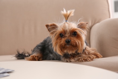 Yorkshire terrier on sofa indoors. Happy dog