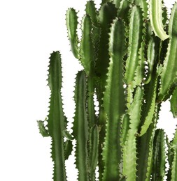 Photo of Beautiful cactus on white background. Tropical plant