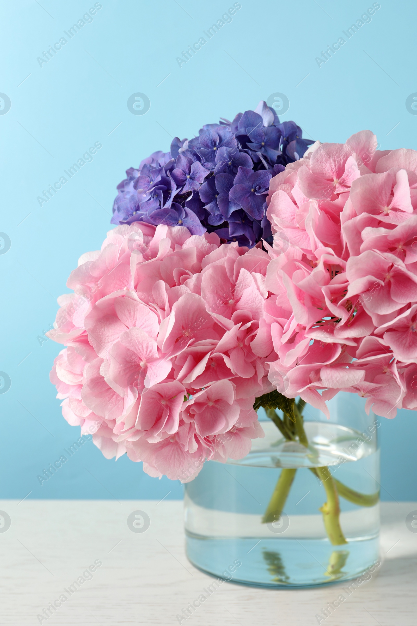 Photo of Vase with beautiful hortensia flowers on white table against light blue background