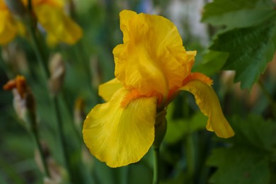 Photo of Beautiful yellow iris flower growing outdoors, closeup