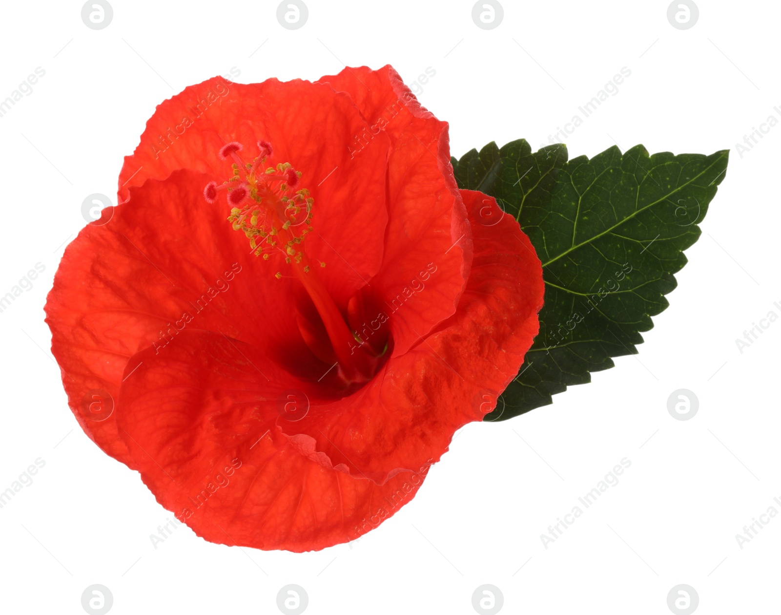 Photo of Beautiful red hibiscus flower and green leaf isolated on white