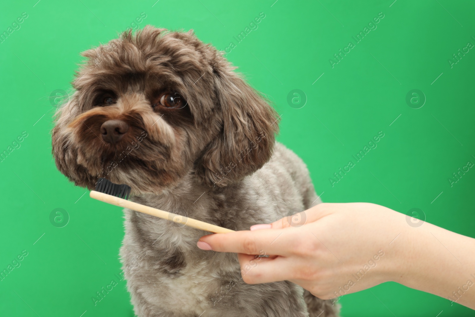 Photo of Woman brushing cute Maltipoo dog's teeth on green background, closeup. Lovely pet