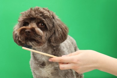 Photo of Woman brushing cute Maltipoo dog's teeth on green background, closeup. Lovely pet