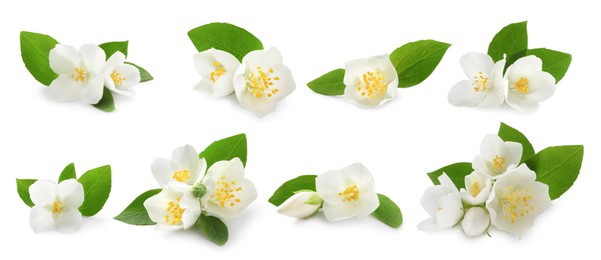 Image of Set with beautiful tender jasmine flowers and green leaves on white background. Banner design 