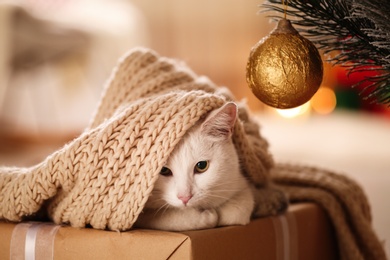 Photo of Cute white cat with scarf in room decorated for Christmas. Adorable pet