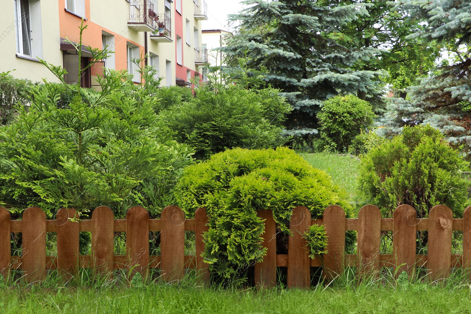 Photo of Different beautiful plants near wooden fence outdoors. Gardening and landscaping