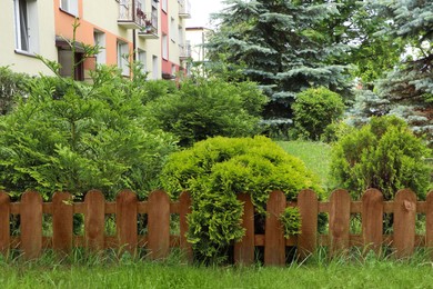Different beautiful plants near wooden fence outdoors. Gardening and landscaping