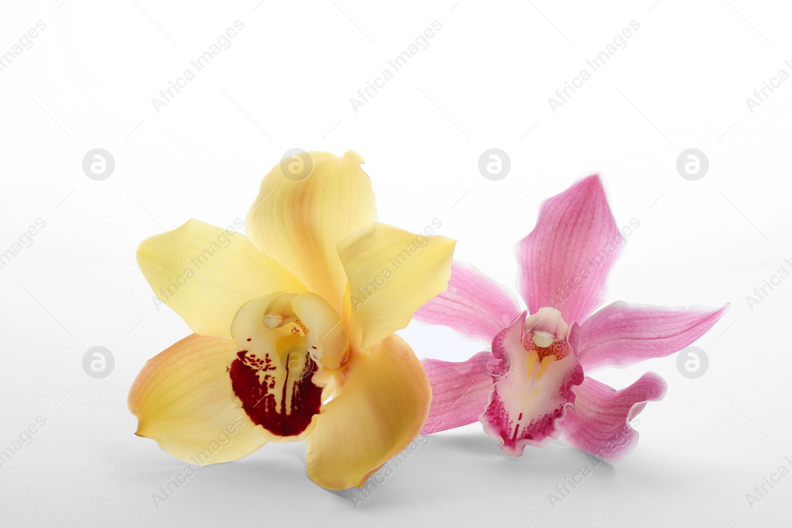 Photo of Beautiful tropical orchid flowers on white background