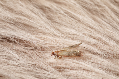 Photo of Common clothes moth (Tineola bisselliella) on beige fur, closeup