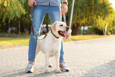 Photo of Owner walking his yellow labrador retriever outdoors