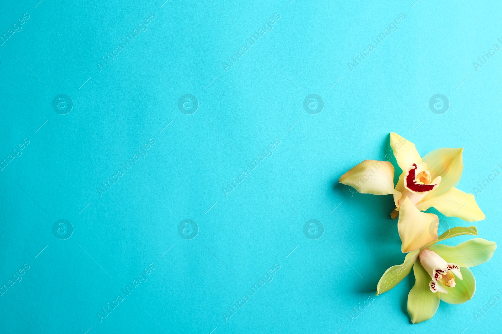 Photo of Beautiful tropical orchid flowers on color background, flat lay. Space for text