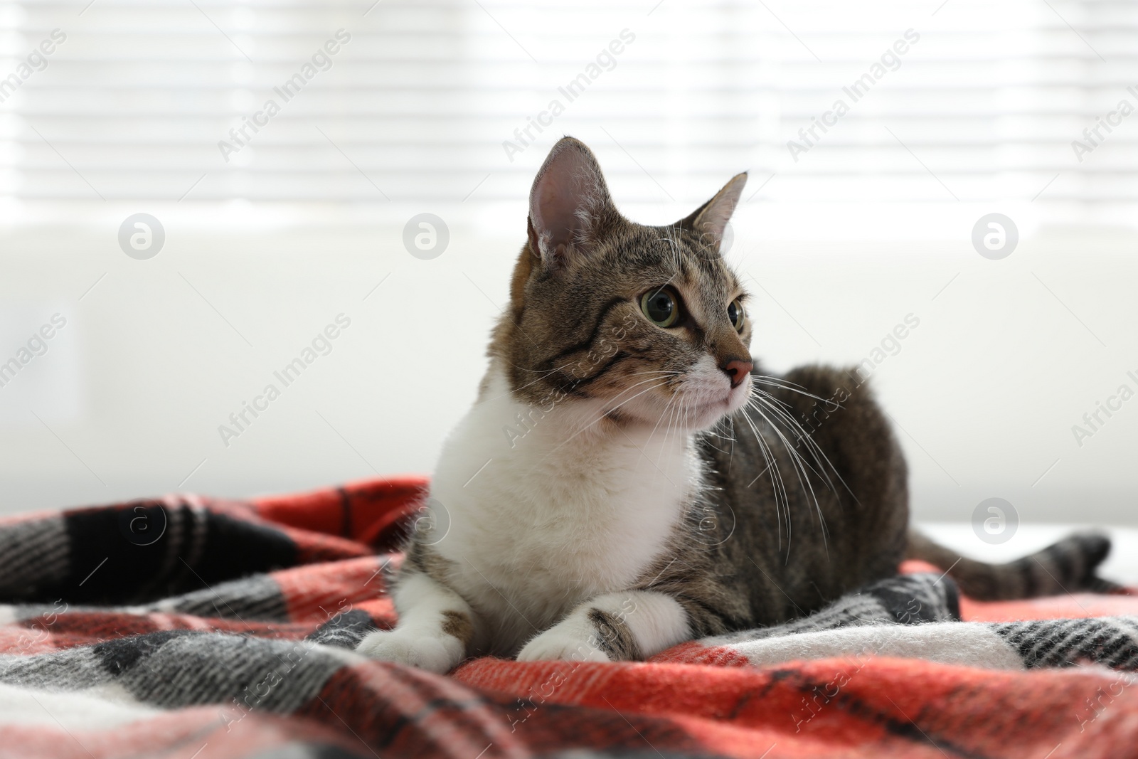 Photo of Adorable cat lying on plaid at home