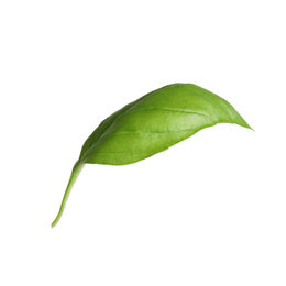 Photo of Fresh green basil leaf isolated on white