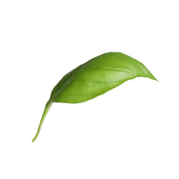 Fresh green basil leaf isolated on white