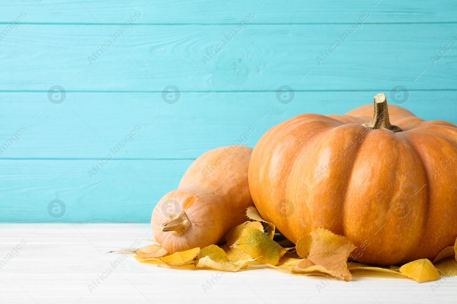 Photo of Ripe pumpkins on table against blue wooden background, space for text. Holiday decoration