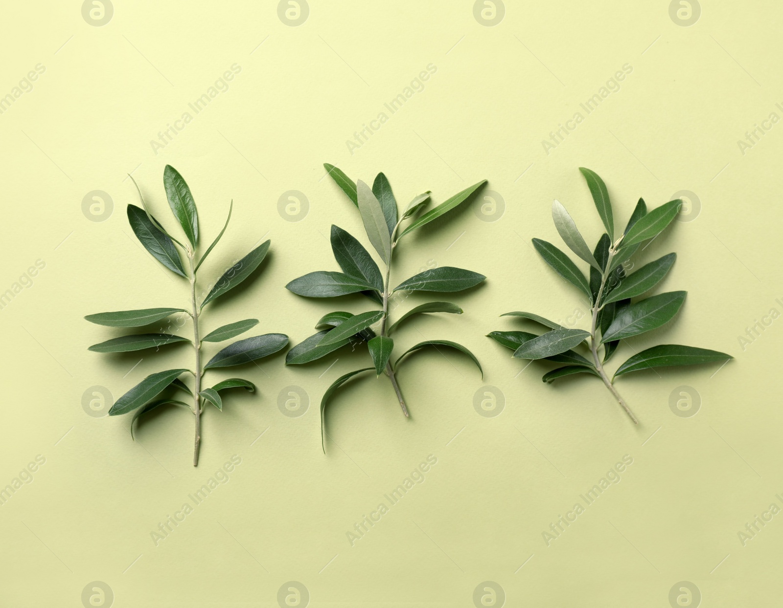 Photo of Twigs with fresh green olive leaves on color background, flat lay