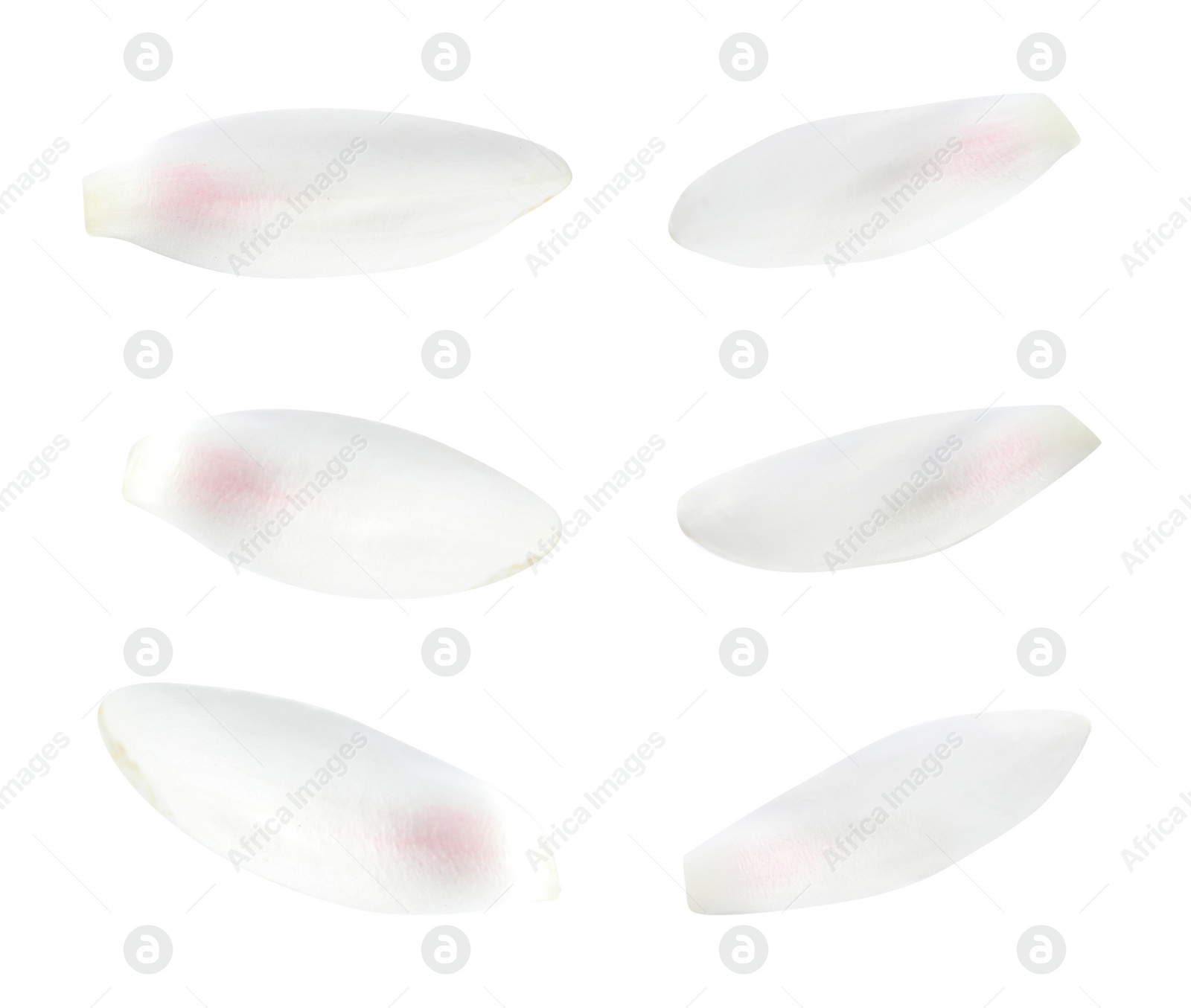 Image of Set of beautiful lotus flower petals on white background