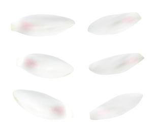 Image of Set of beautiful lotus flower petals on white background