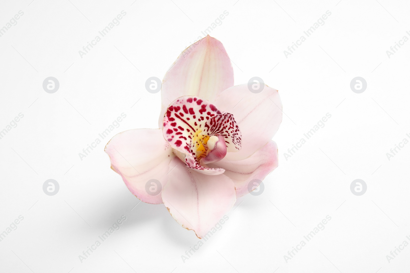 Photo of Beautiful orchid flower on white background. Tropical plant