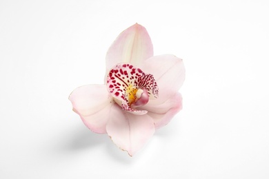 Photo of Beautiful orchid flower on white background. Tropical plant