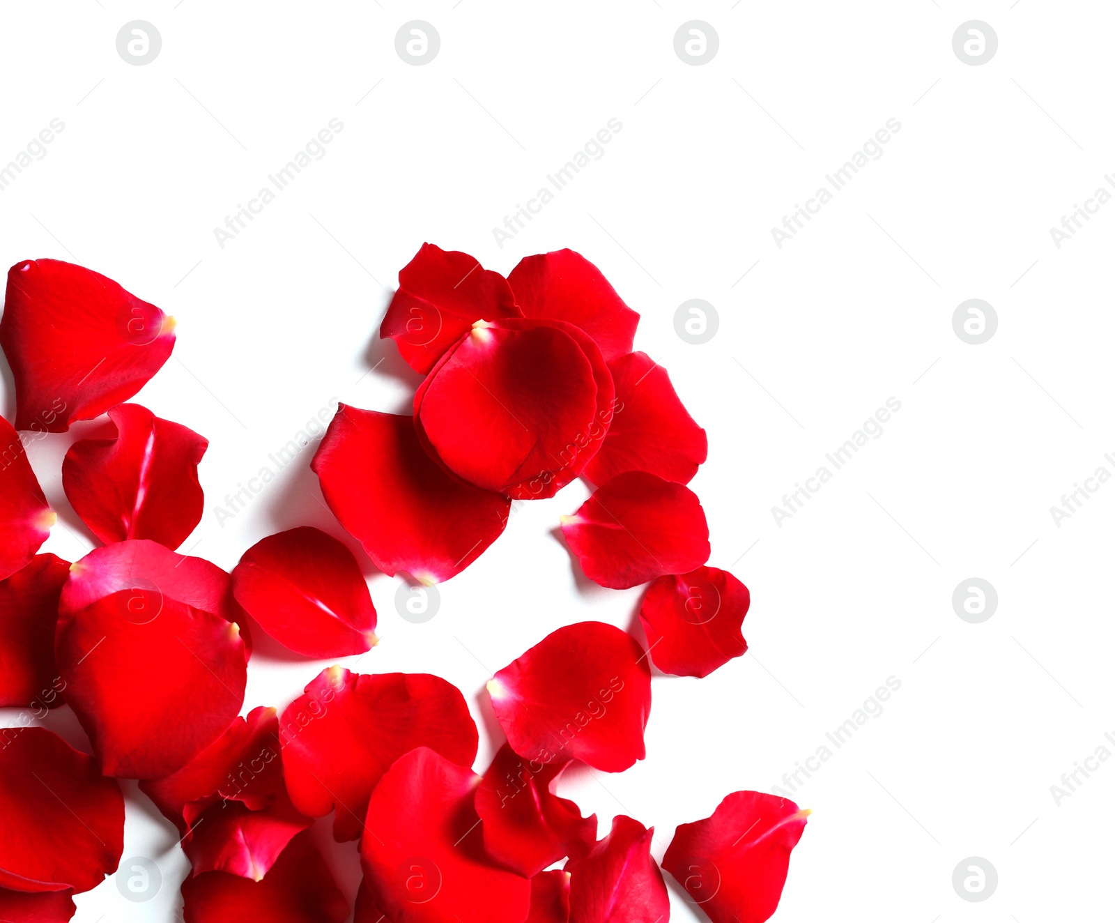 Photo of Red rose petals on white background, top view