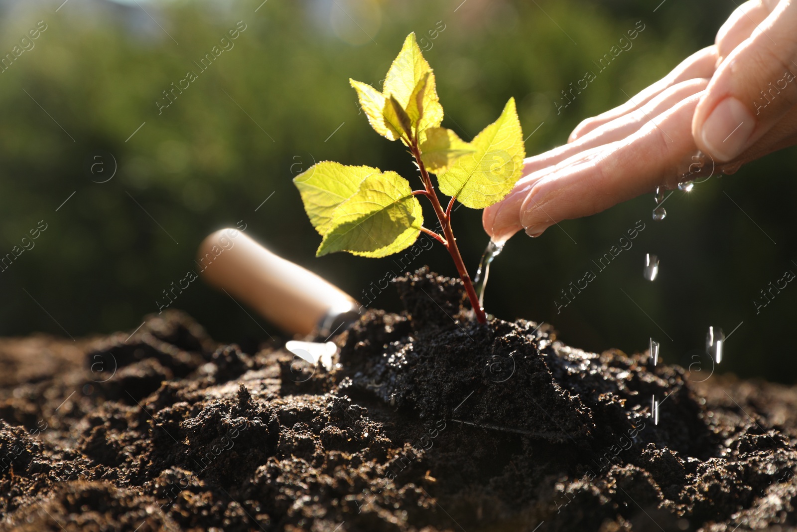 Photo of Woman watering seedling outdoors, closeup. Planting tree