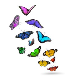 Image of Many beautiful flying colorful butterflies on white background