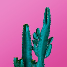 Image of Beautiful cactuses on pink background. Creative design