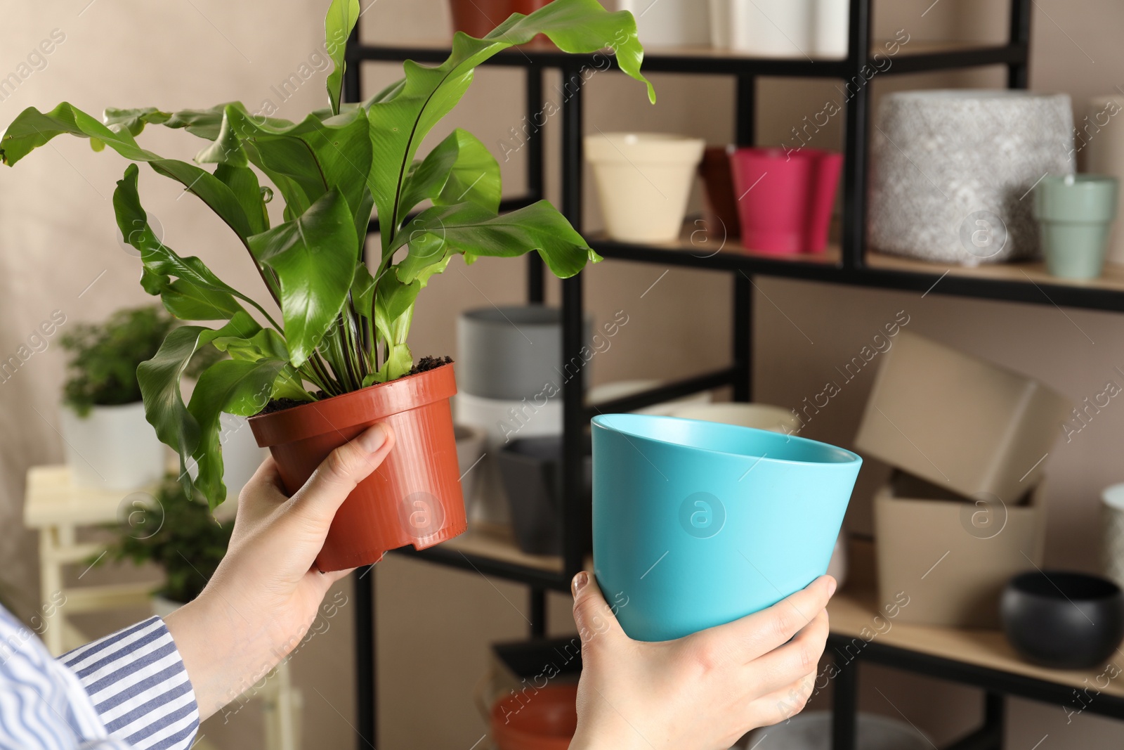 Photo of Woman holding houseplant and new pot indoors, closeup