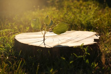 Green seedling growing out of stump outdoors on sunny day. New life concept