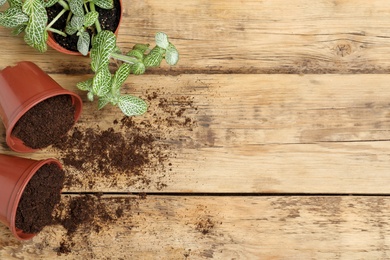Photo of Flat lay composition with soil and pots on wooden table, space for text. Gardening season