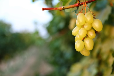 Photo of Fresh ripe juicy grapes growing in vineyard