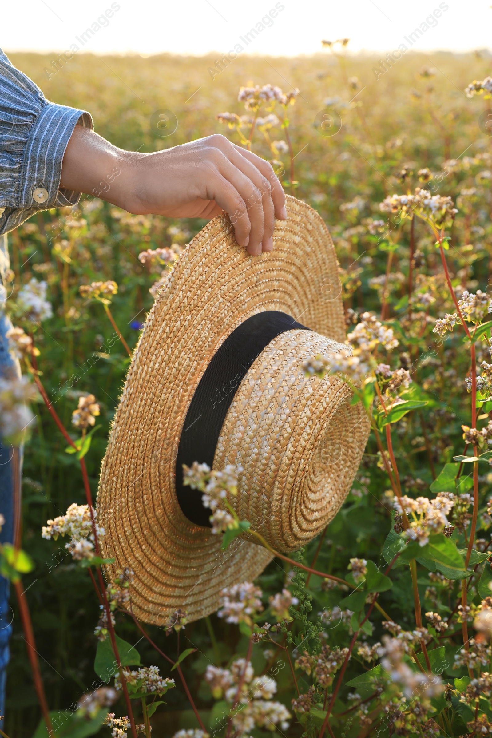 Photo of Woman with hat in beautiful blossoming buckwheat field, closeup