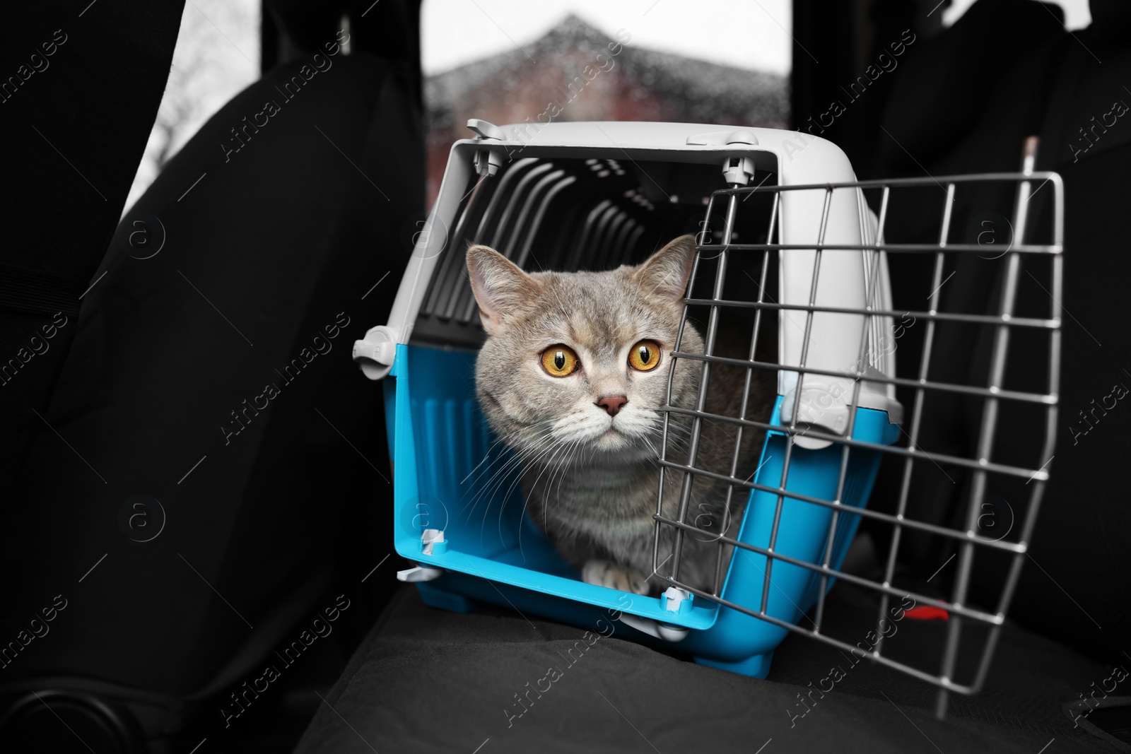 Photo of Travel with pet. Cute cat in carrier inside car