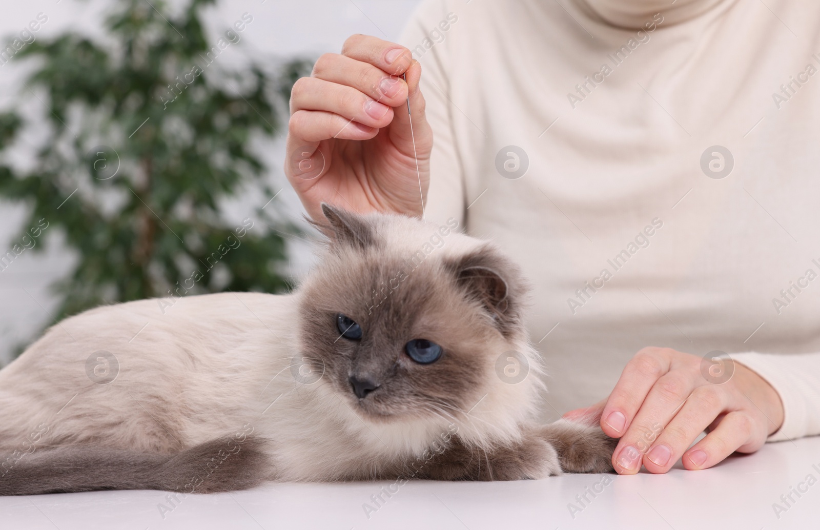 Photo of Veterinary holding acupuncture needle near cat's head indoors, closeup. Animal treatment