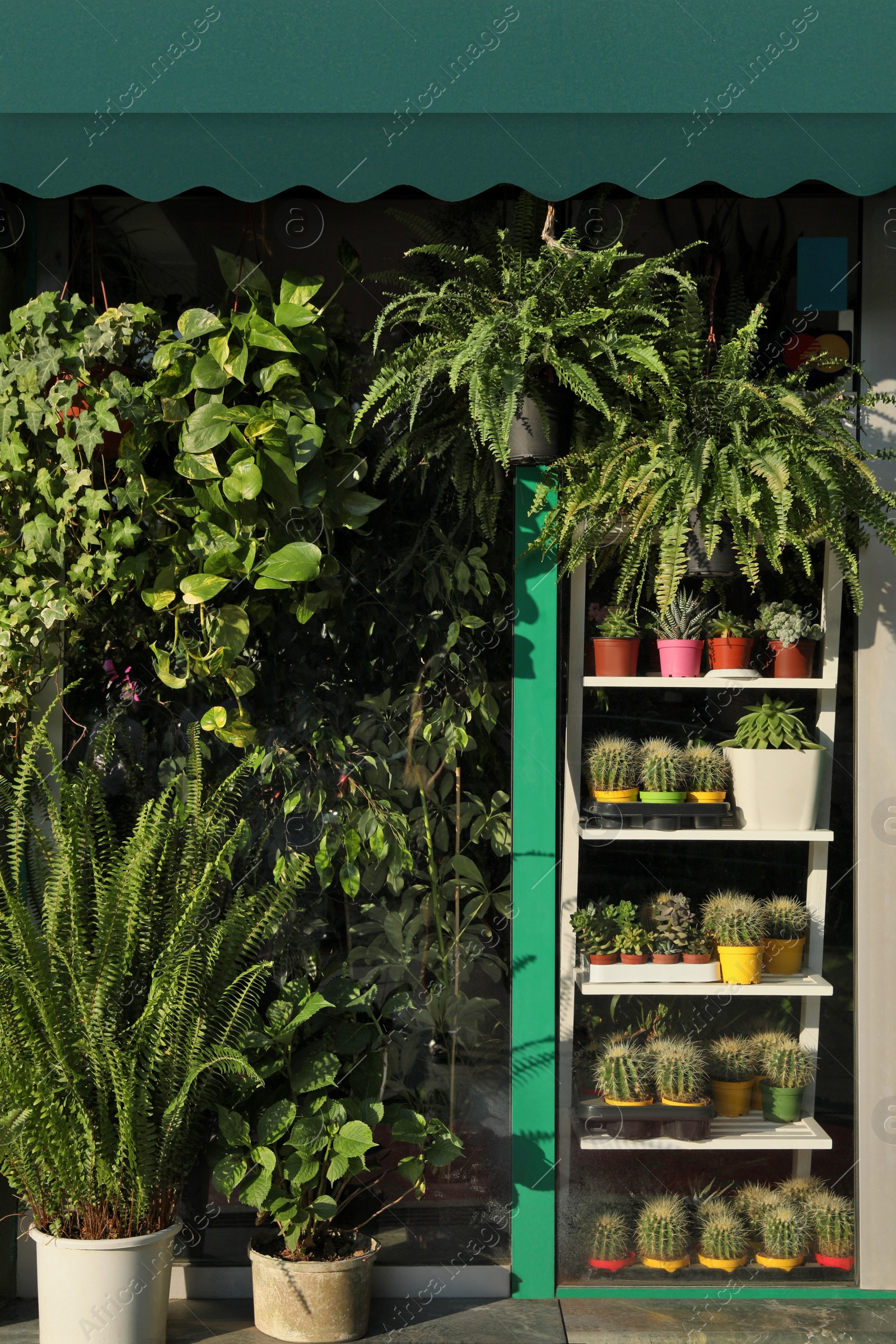 Photo of View of shop with many different potted plants