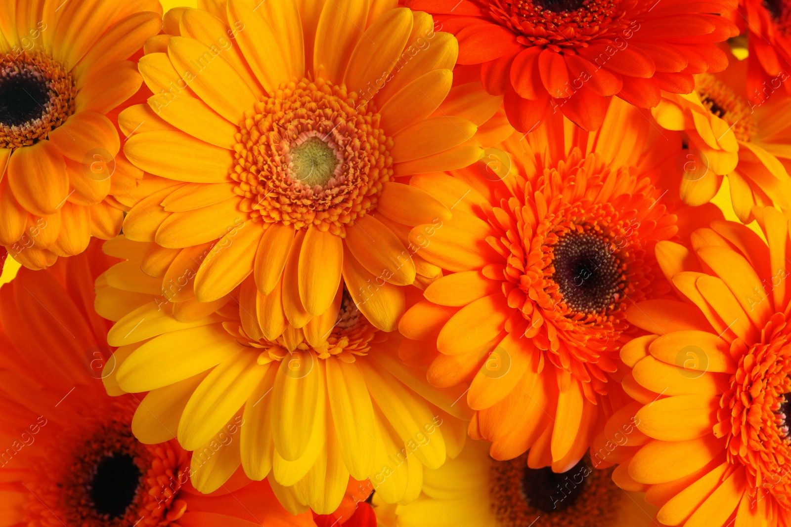 Image of Beautiful orange gerbera flowers as background, closeup