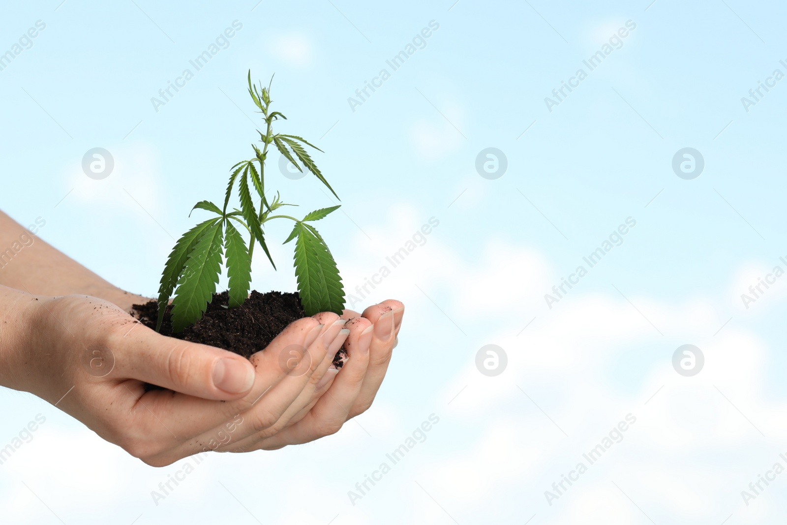 Photo of Woman holding green hemp plant in soil against blue sky, closeup. Space for text