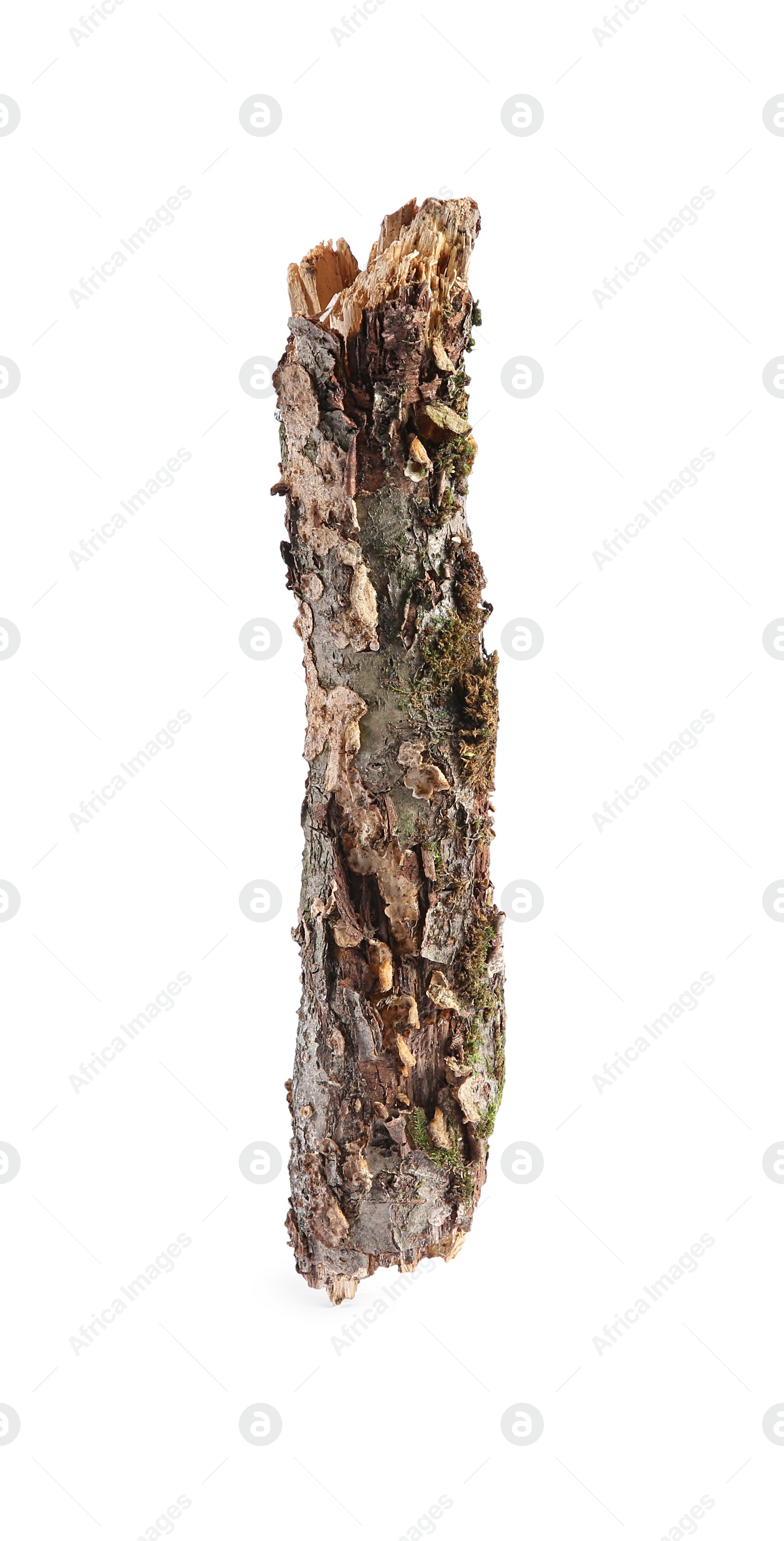 Photo of Old dry tree branch isolated on white