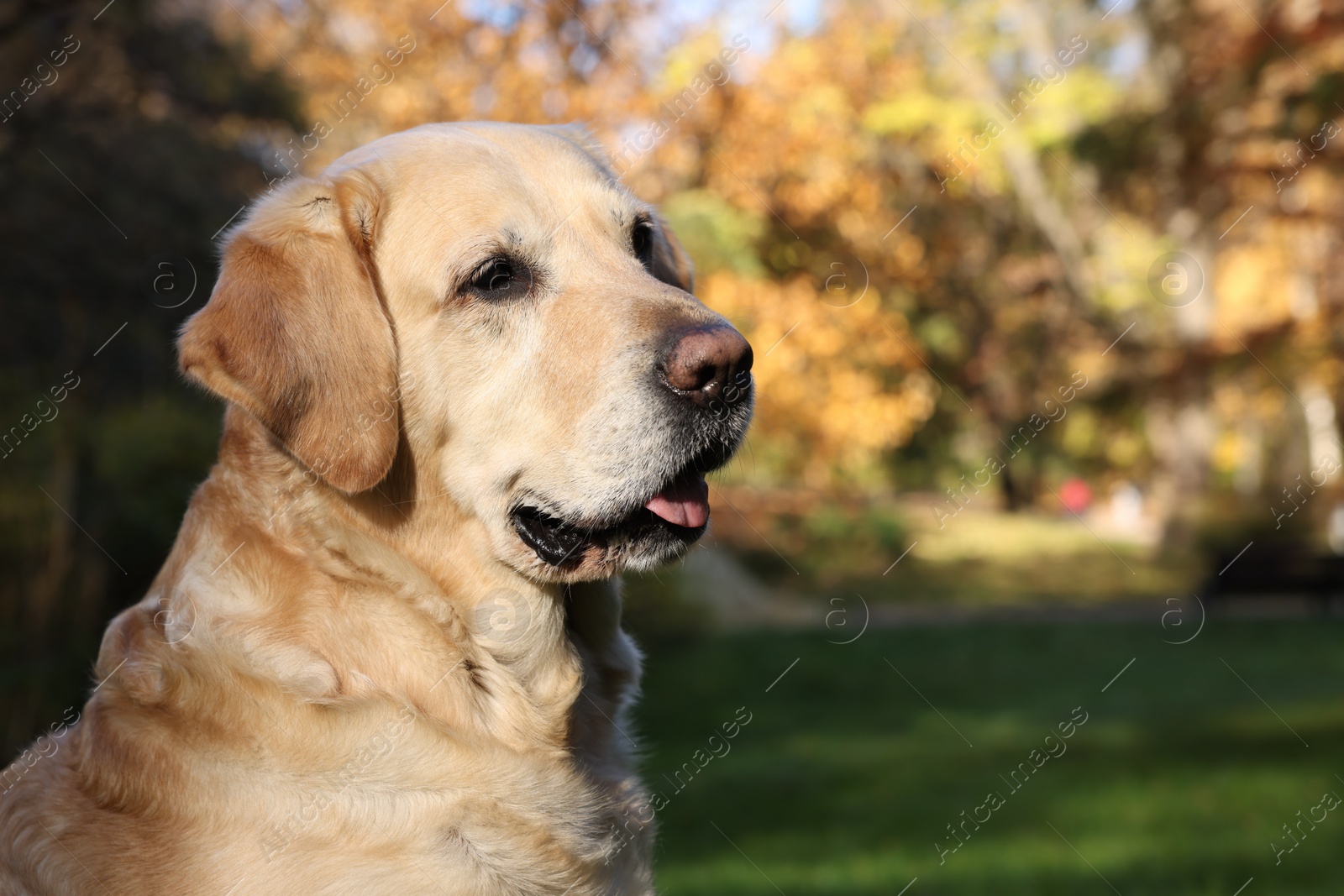 Photo of Cute Labrador Retriever dog in sunny autumn park. Space for text